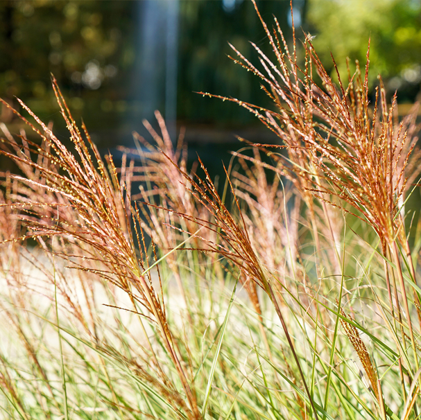 Natuur-rust-tuin